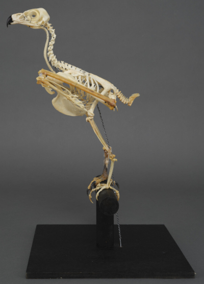 希少！！ヒョウの爪 国際希少野生動植物登録票付き 剥製 骨格標本 頭骨